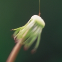 Dandelion, Santa Monica Pier Aquarium, Heal the Bay, Donate